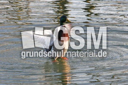 Stockente-Wasserlauf-038.jpg